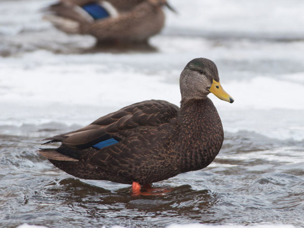 American Black Duck Hunting - Waterfowlers Challenge