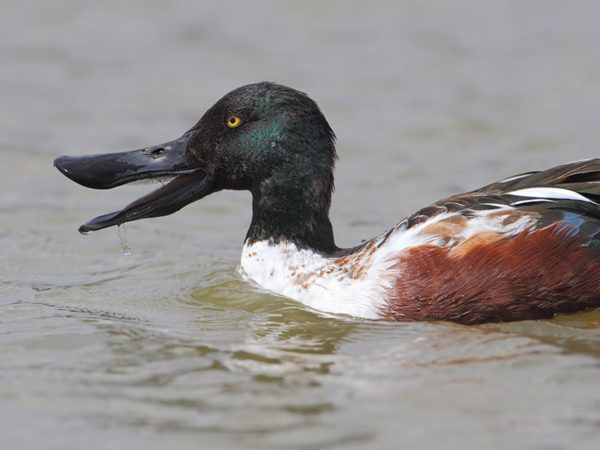 Northern Shoveler Hunting - Waterfowlers Challenge