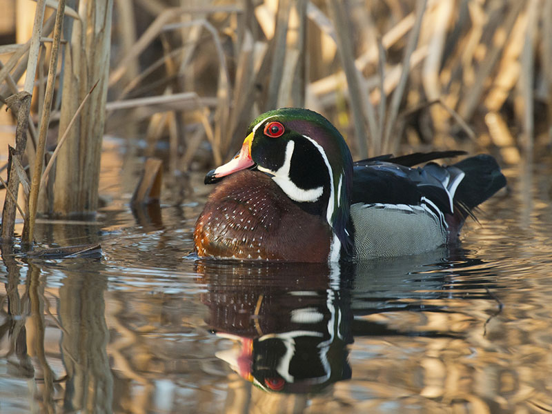 Emperor Goose  Ducks Unlimited