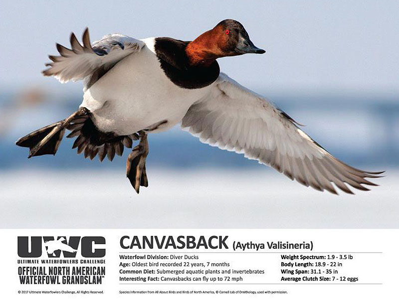 Canvasback Hunting - Waterfowlers Challenge