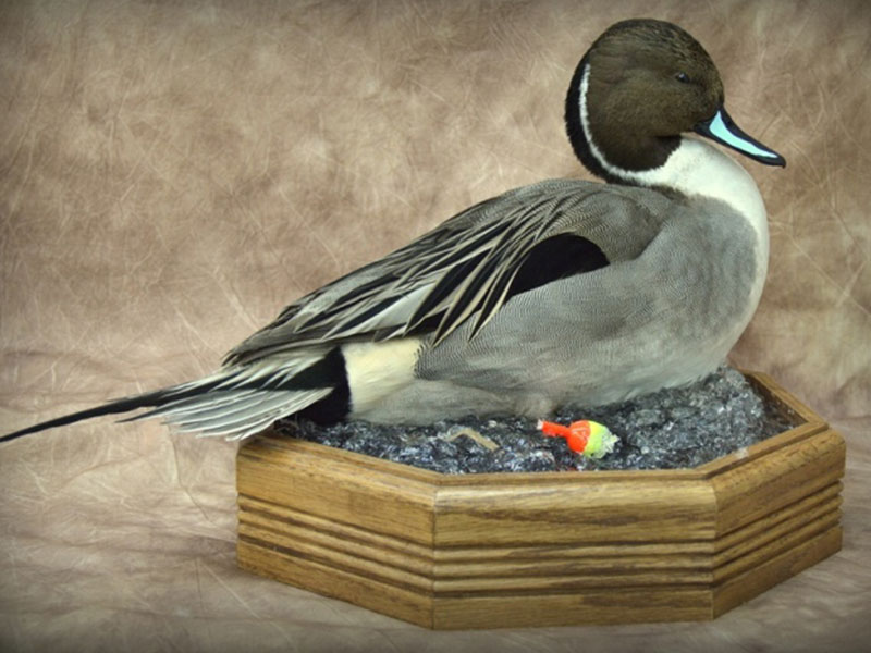 pintail duck mounts